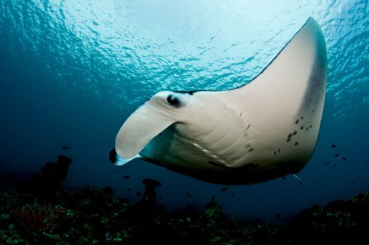 Manta Ray Survey by Baros Maldives – Unique Underwater Adventures