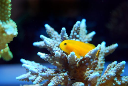 Environmental projects in Maldives – Safeguarding Reefs
