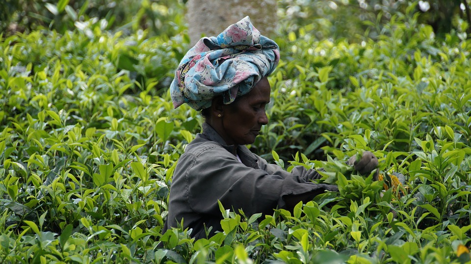 Sri Lanka Tea Harvest