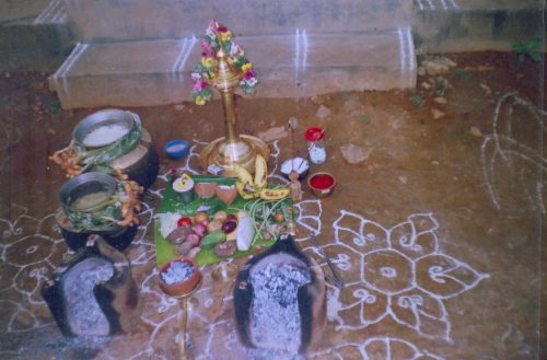 Pongal Festival in Jaffna, Sri Lanka – Experience the Hindu Harvest Festival