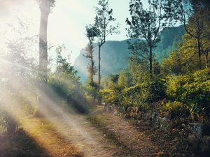 nature, sri lanka, village