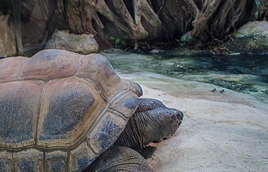Viral Video about things to do in the Seychelles reaches 2 million views – Internet Rulers