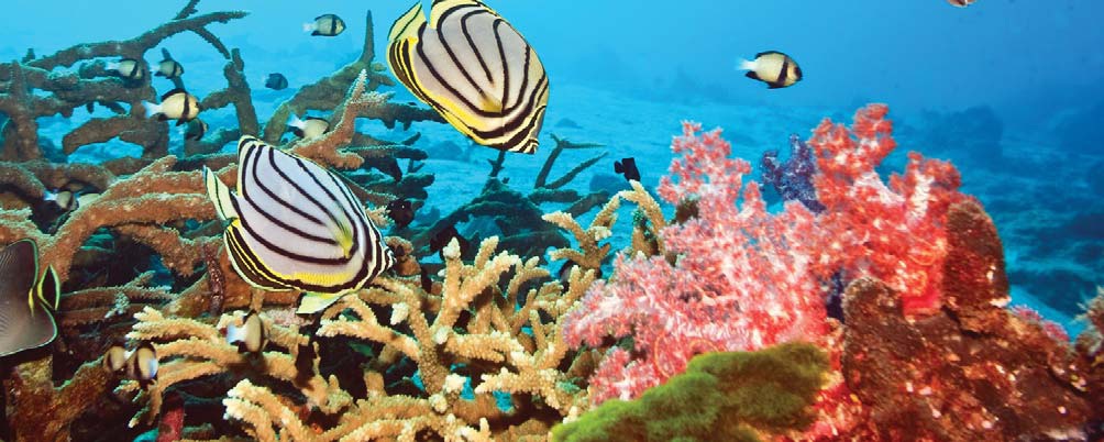 2018 Maldives February Frenzy Liveaboard – A Diver’s Fantasy