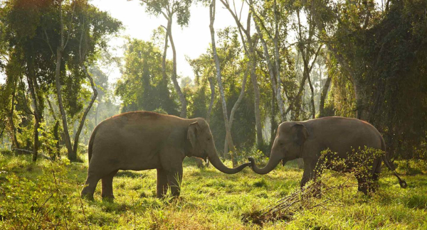 A Future for Elephants – Caring for the Benevolent Behemoths of Thailand