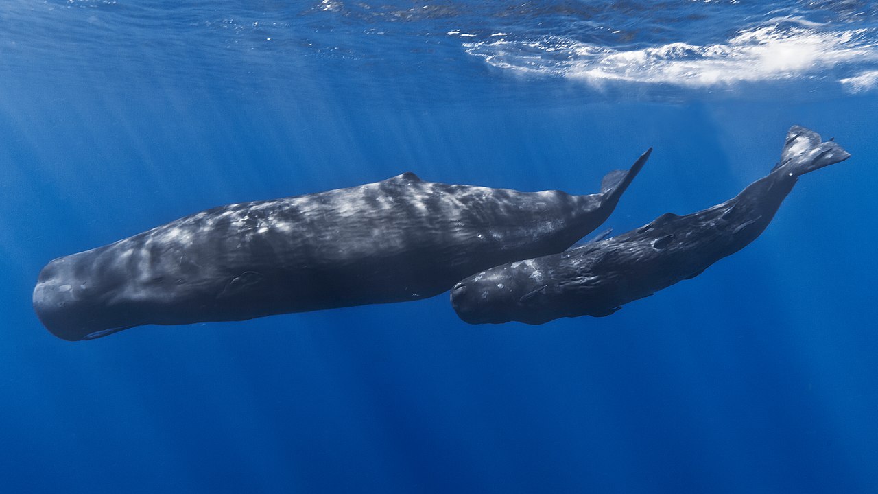 Sperm whales captured around the beaches in Sri Lanka – the impressive prehistoric living