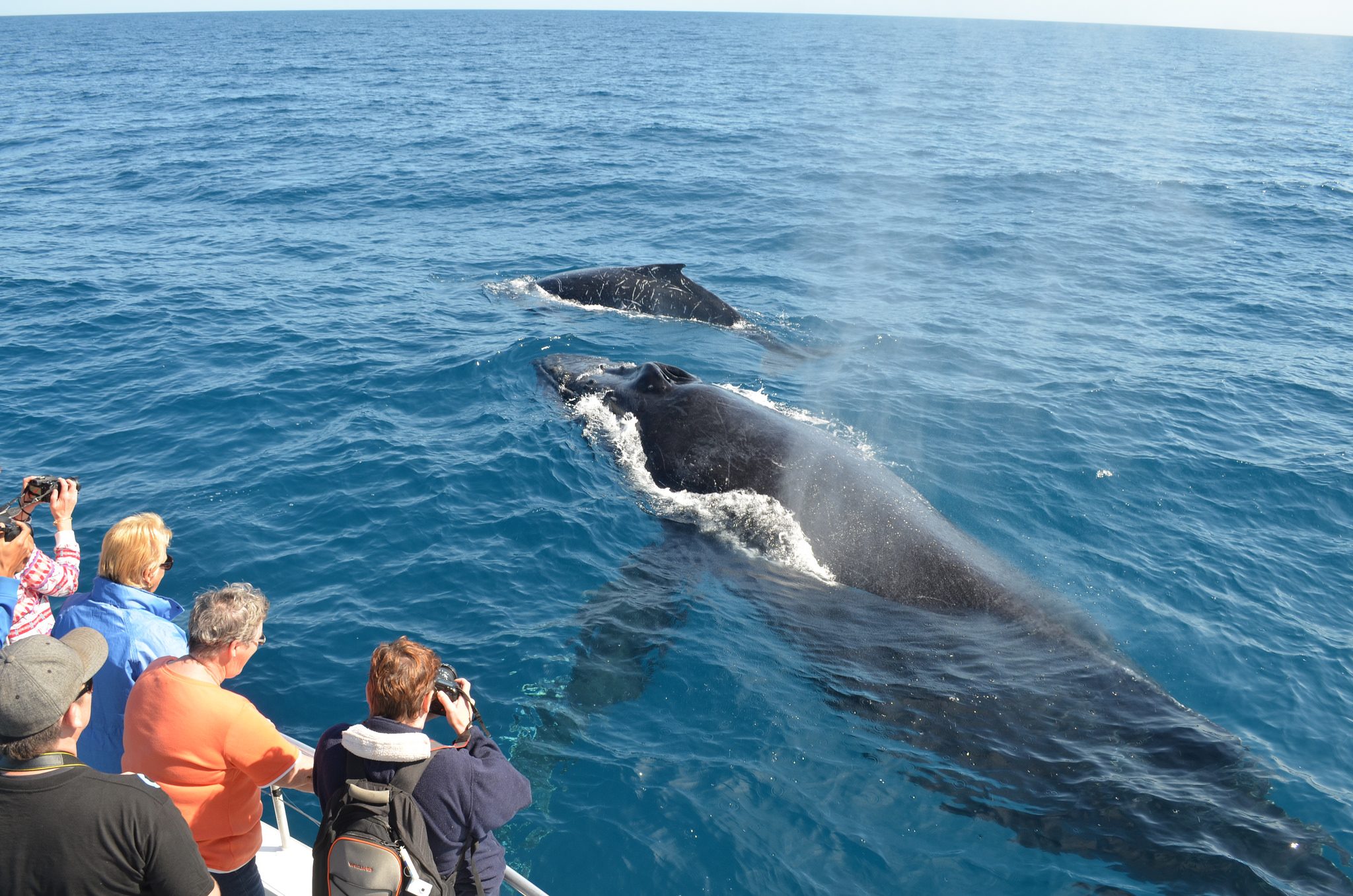 Whale Watching: Gentle Giants of the sea in Trinco Get ready for the upcoming whale watching season!