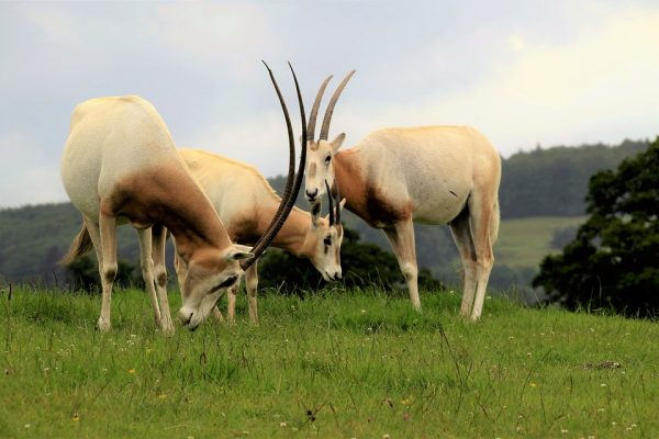 Zayed’s Intervention Brings Extinct Oryx Back to Life – A Successful Re-Introductions Programme