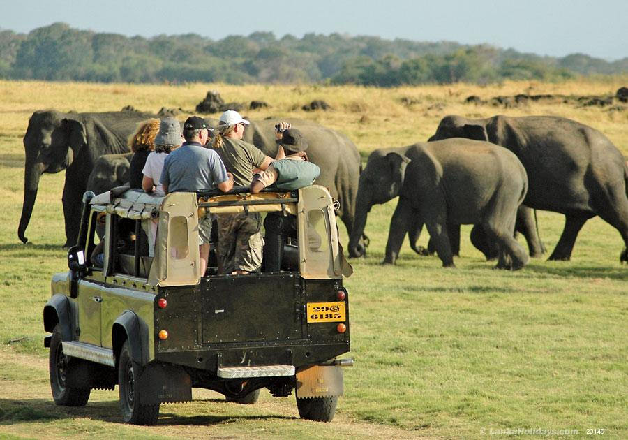 Elephant Safaris in Sri Lanka becomes more popular – A journey with a majestic beast