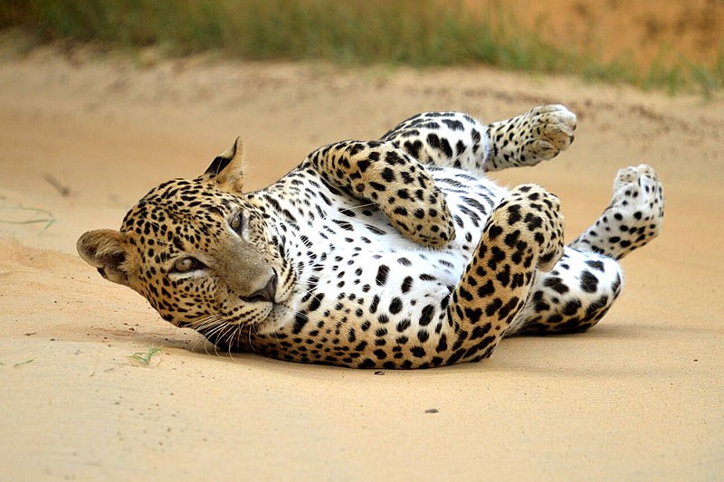 Plan to Protect Yala Wildlife – Wildlife Protection Underway in Yala
