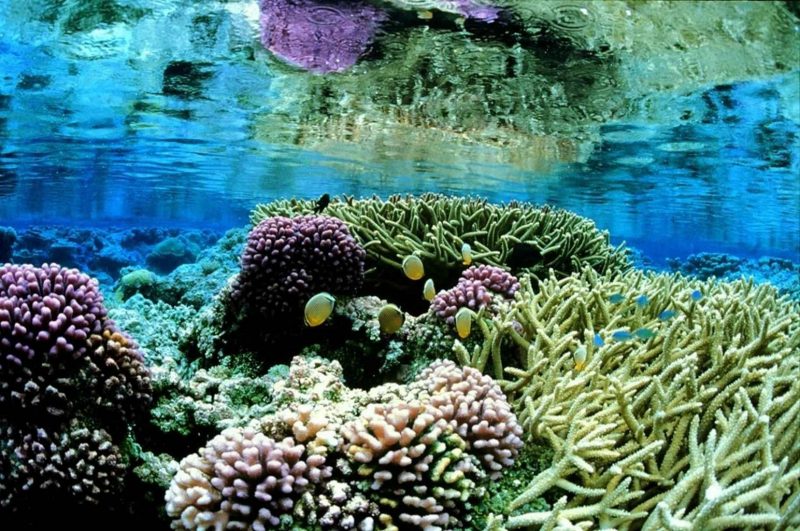 Hikkaduwa Marine National Park Opens – Opening up the waters of Hikkaduwa