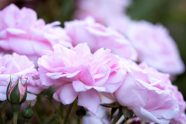 Flora Park Festival: Celebrating the Beauty of Blossoms – A Flower-Filled Festival!