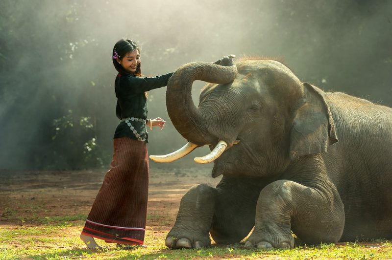 Thai National Elephant Day Next Month – In Honour of a Majestic Animal