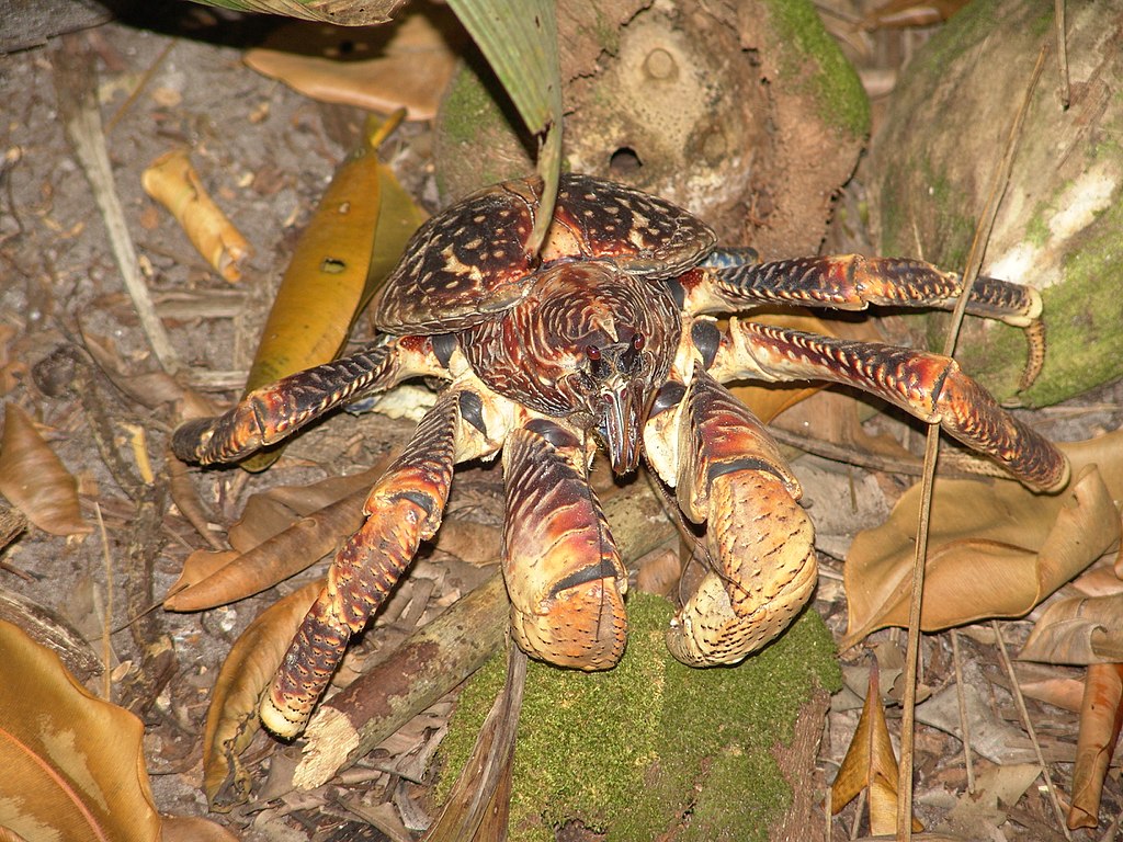 Coconut Crabs Season ends in March 2019 – Giant scary arthropods to witness