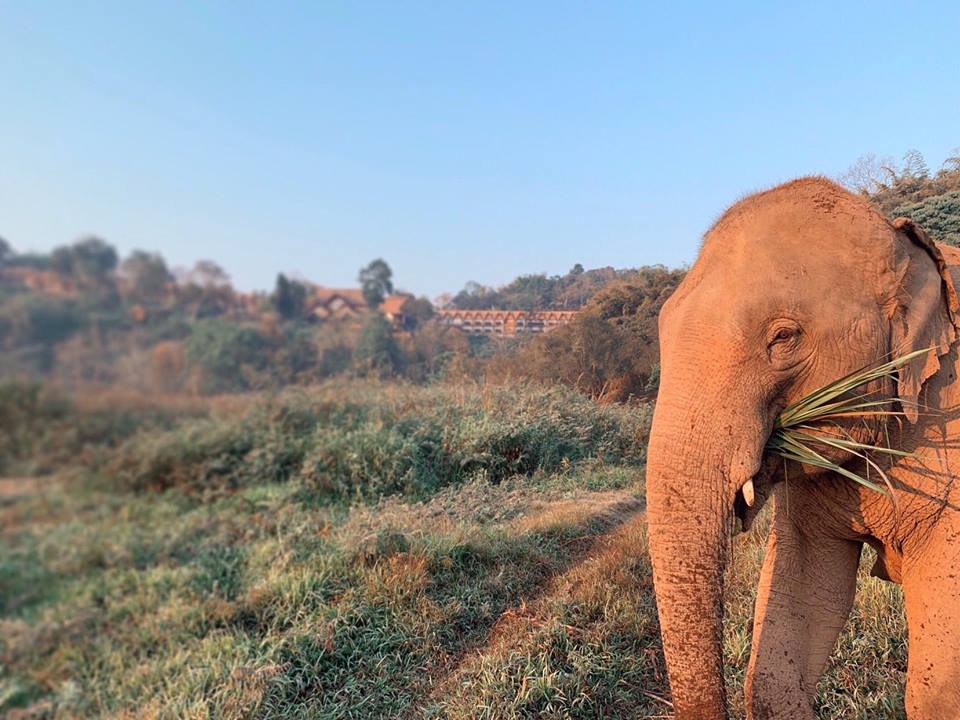 Anantara Golden Triangle Elephant Camp & Resort Celebrates Thailand’s National Animal