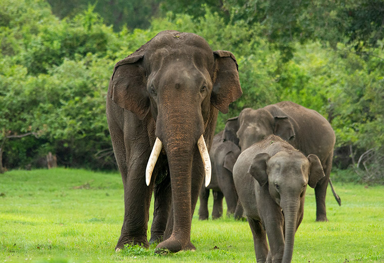 Wildlife Department launches e-pass for national parks in Sri Lanka – A breakthrough for the wildlife industry