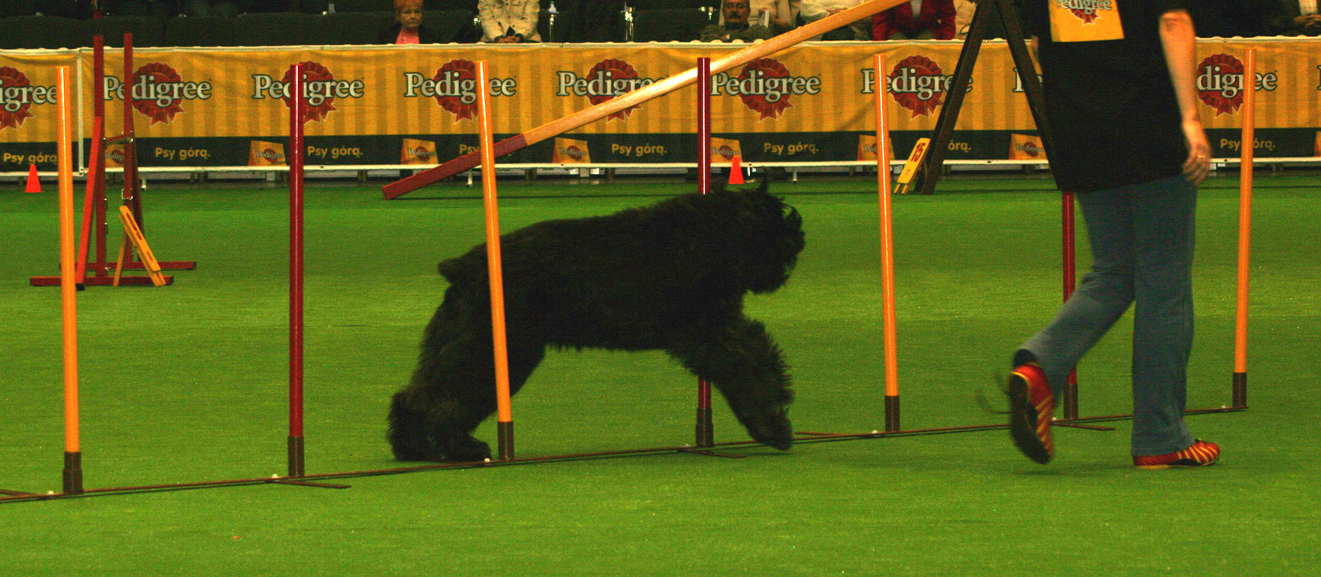 World Dog Shows Shanghai 2019 – Featuring a Human’s Best Friend!