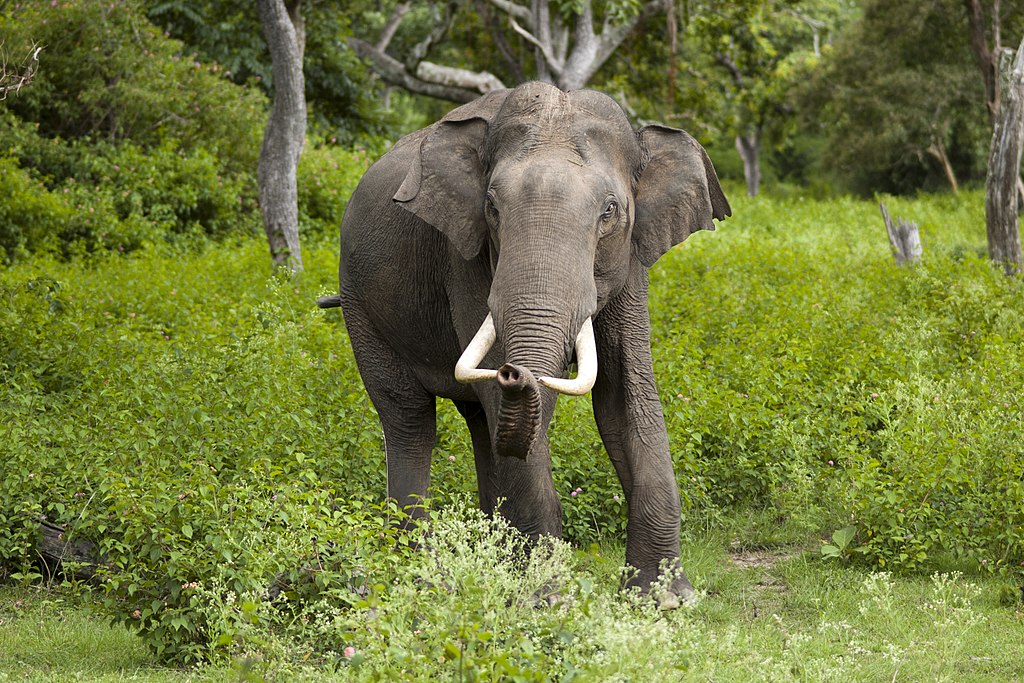 Sri Lankan Rangers Trained to Handle Wildlife Crime Scenes – Being Better Prepared