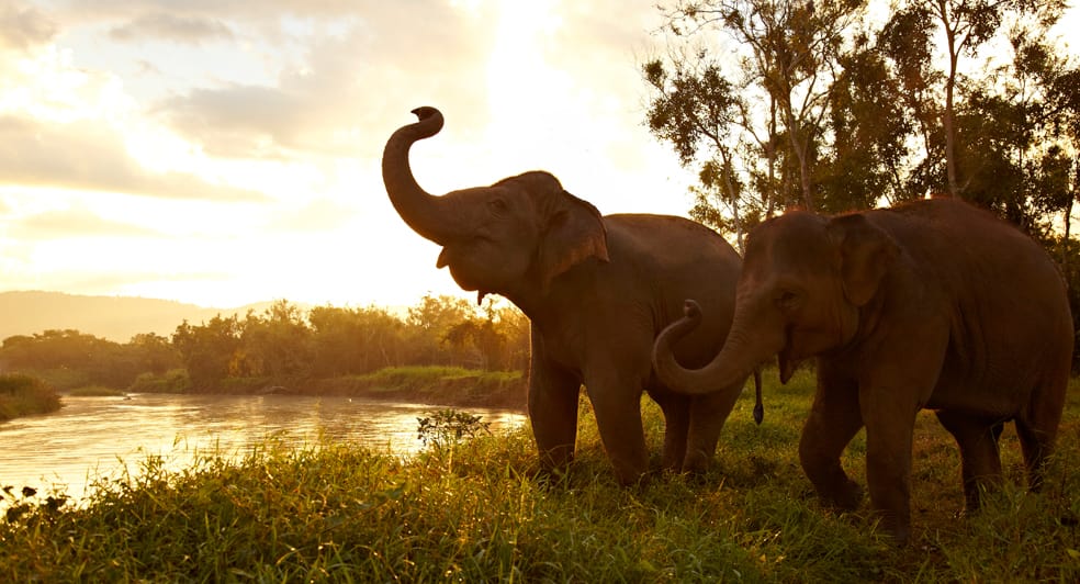 Thailand Lifts Ban on Export of Elephants – Animal Rights Organisations Raise Concerns