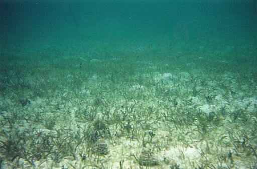 Saving the Seagrass Beds of Maldives – Using Social Media to Make a Difference