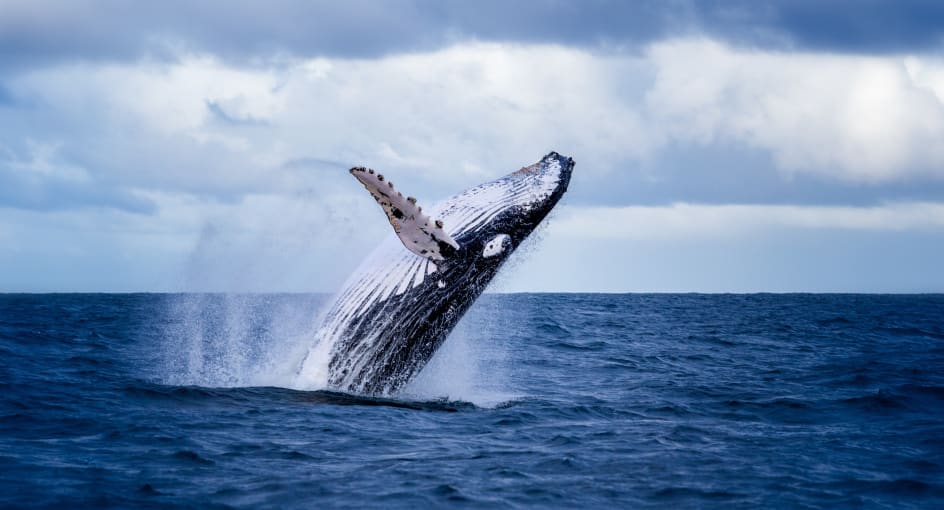 Prime Season for Whale Watching in Mozambique – Witnessing the Giants of the Deep
