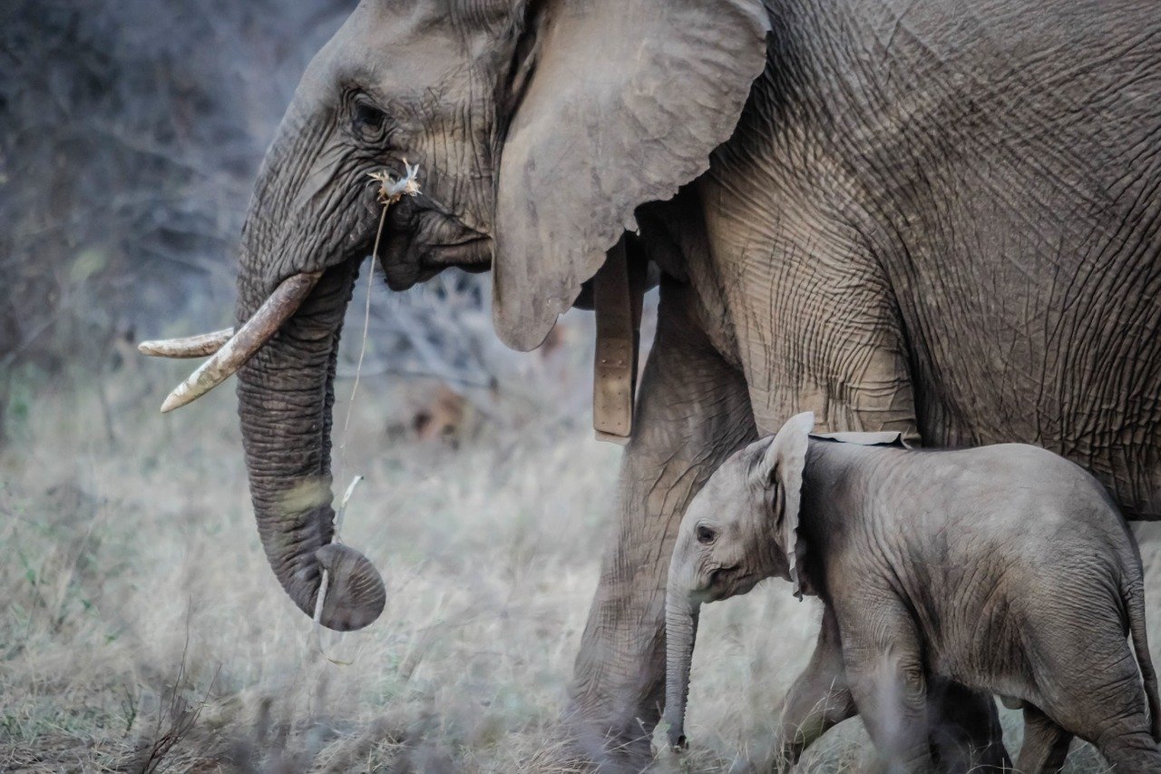 Botswana defends elephant hunts, denies blow to the tourism industry