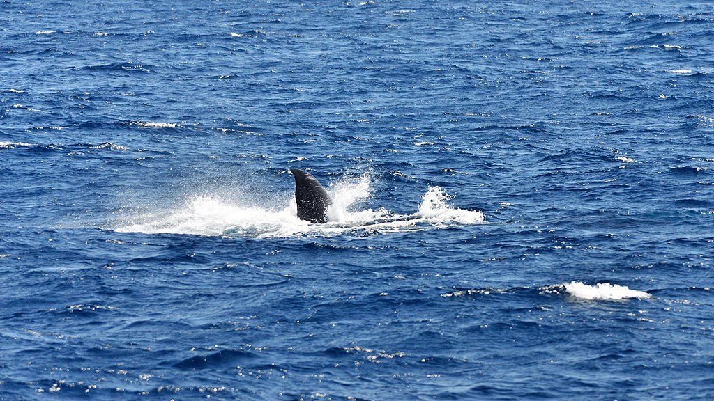 Whale Watching Season in the East Coast Begins - Travel News Talk