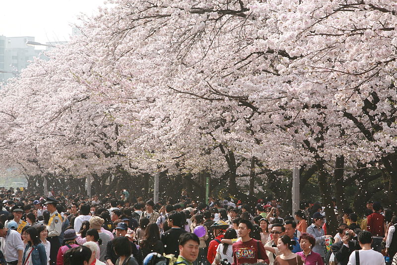 The Yeouido Spring Flower Festival Coming Soon