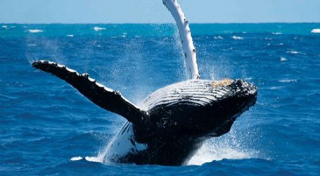 Whale Watching Season Begins – Trincomalee in May