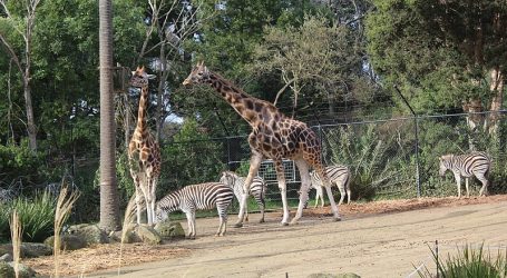 Zoo Life Goes Online in Australia – Wildlife Viewing in Lockdown