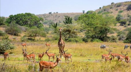 Gaborone Game Reserve Reopens – A Chance to View Wildlife Again