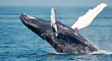 Super-Pod of Whales Visit Sri Lanka During the Pandemic