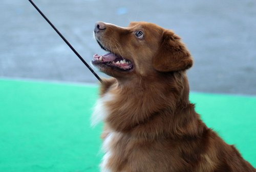 Pet Expo