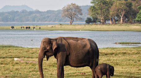 Sri Lanka Wildlife Parks: Post-COVID-19 Operations a New Start?