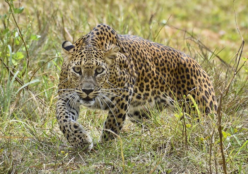 Leopards, Sri lanka