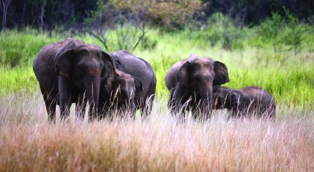 Adapting to new normal, Sri Lanka Tourism goes virtual to promote ‘Wildlife’ – Taking Sri Lanka to the World