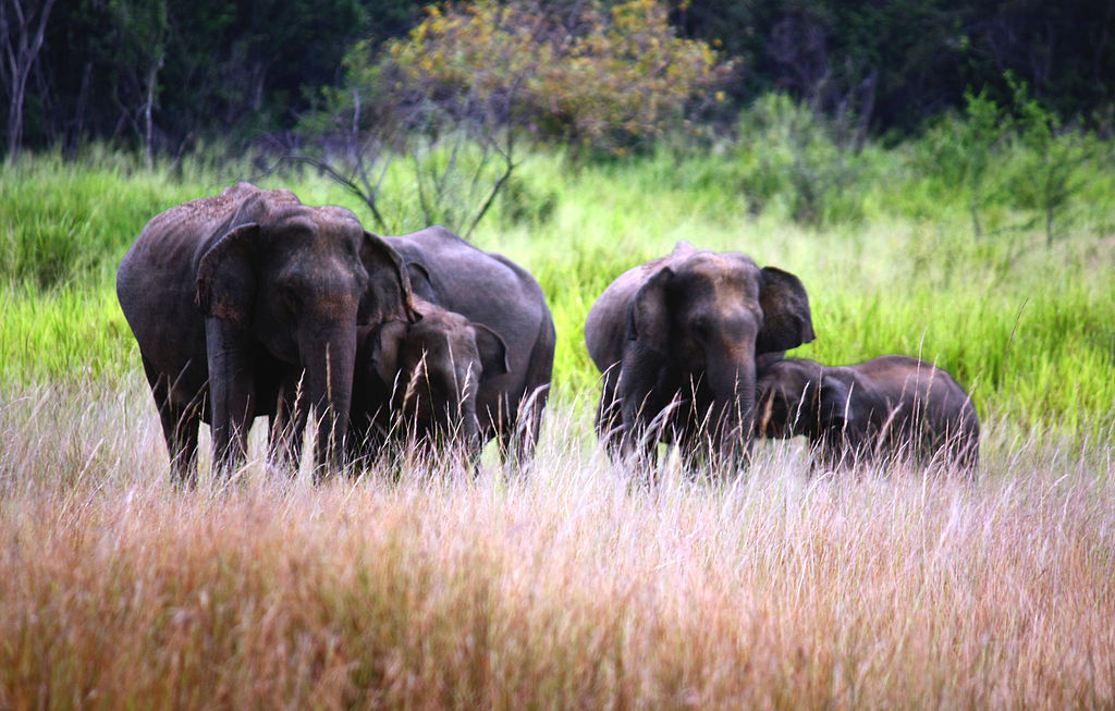 Anton Croos, Sri Lanka Elephant