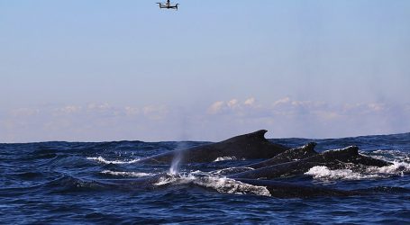 A photographer in Sydney captures a rare blue whale seen only for the third time in a century