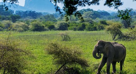 Couch Safari Initiative in Sri Lanka a Success
