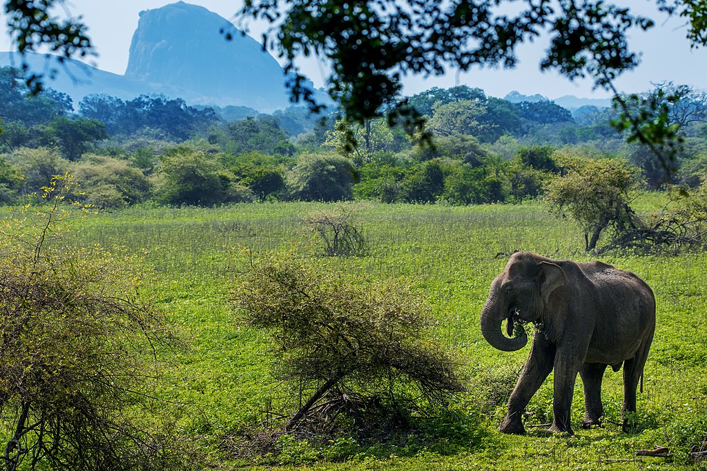 Sri lanka Elephants yala National Park