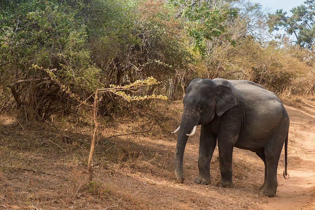 Sri Lanka Safari