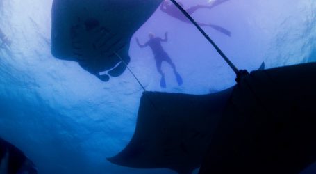 Manta Ray Conservation in the Maldives Highlighted on CNN’s Call to Earth