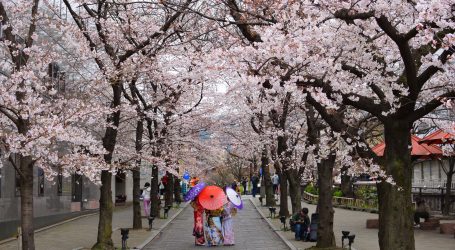 Cherry Blossom Season in Tokyo Set to Begin – A Magical Sight Awaits