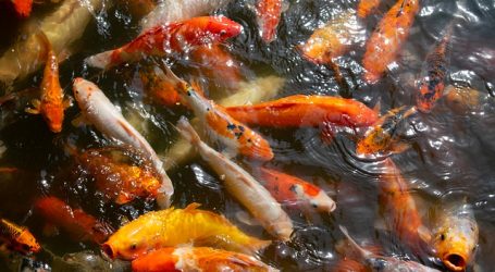 Vietnamese Mark Lunar New Year with Traditional Fish Release – Let the good luck flow in!