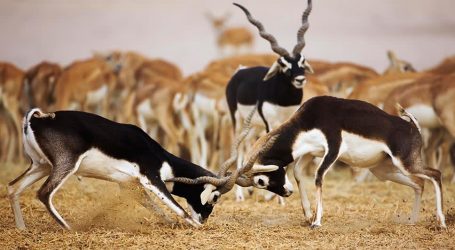 Sir Bani Yas Listed as a Key Place for Wildlife Encounters – Amazing Animal Experiences