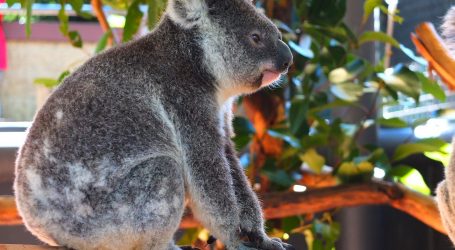 The Oldest Koala at Sydney Zoo Celebrates Her 16th Birthday – A Special Day for ‘Faith’ the Koala