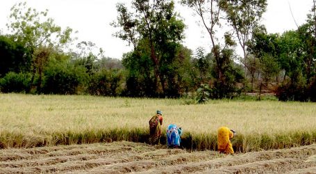 2021 11TH INTERNATIONAL CONFERENCE ON ASIA AGRICULTURE AND ANIMAL (ICAAA 2021) – Science for a better tomorrow.
