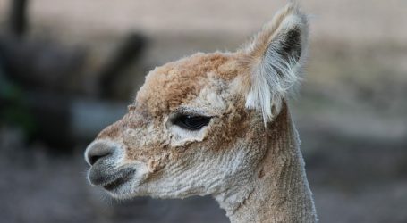 First cloned camel born in the UAE – It’s a true achievement