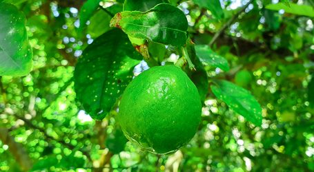 Maldives resorts Grow Superfoods in its ‘Zero Mile’ Resort Gardens – Self-sufficiency is back!