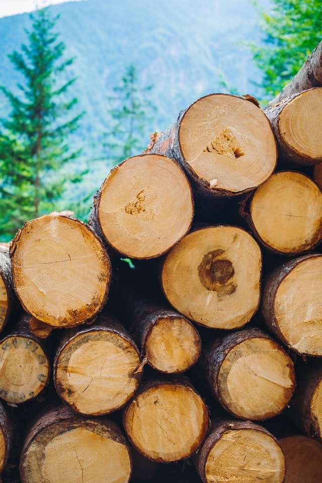 wood expo