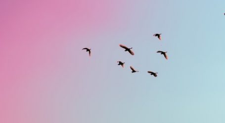 Autumnal Equinox in September – Migrating Birds Begin Journey to the Caribbean